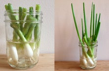 The Easiest Vegetables to Grow Indoors During Quarantine