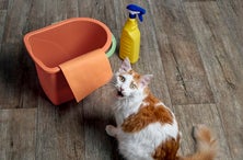 No Odor-Elimination Products Compare to Angry Orange's Top-Rated Enzyme Cleaner