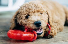 These Super Durable Dog Toys Are the Perfect Match for Your Canine